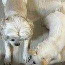 연이동물병원 이미지