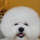 로댕 펫 살롱 이미지