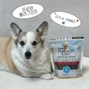 본덴탈 | 강아지 ‘플라그오프 덴탈본’ 터키&amp;크랜베리 내돈내산 급여후기🪥