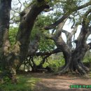 와흘본향당 이미지