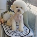 동그리펫살롱 이미지