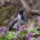 팬더호텔 이미지