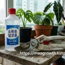 회동호 치유숲길 공중화장실 | 식물 킬러 탈출! 반려식물 생존율 80% 높이는 '5가지 필수 생존 도구' 실전 가이드