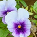 팬지 (Pansy) 이미지