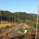 과수원 피스 이미지