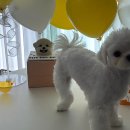 수동물병원 | 슬개골 탈구 수술 신사 스마트동물병원 후기