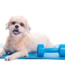 ANOTHER DOG 이미지