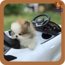 옥정강아지 이미지