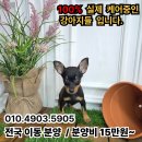 버디독 강아지분양 고양이분양 안심분양센터 광명점 이미지