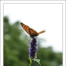 청산별곡 이미지