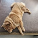 콜렌육십도 이미지