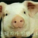 잭슨피자 이미지