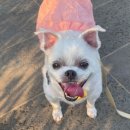 더본 외과동물의료센터 이미지