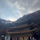 보발재 정상 주차장 | [보발재 전망대&amp;구인사] 막바지 단풍여행 코스 추천:: 11월 말 단양 단풍 실시간 후기&amp;구인사 셔틀...