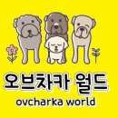 월드애견 이미지