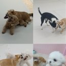 부산진유치원 | 부산 강아지유치원 연산동 애견유치원 댕댕가르텐 내돈내산 솔직리뷰