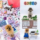 둔포애견 이미지