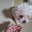 메디 포즈 동물병원 이미지