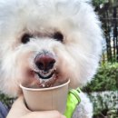 허니퍼피 | 퍼푸치노 1000원!? 무궁화호 개조한 노원구 &#39;경춘스테이션북앤커피&#39; 내돈내산 후기