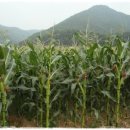 와동농장 이미지