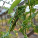 대추나무 이미지