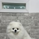 더 빛나개(The 빛나개) 이미지