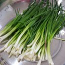 강회농장 | 노지쪽파를 맛있게 먹는 방법-파김치, 파전,쪽파강회