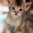 캐터리엔(cattery-n) 네이버블로그
