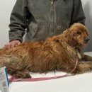 댕댕이 미용실 이미지