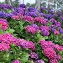 안성리-6 이미지