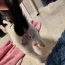 화천동물병원 이미지