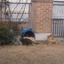 묵이네 냥이 이미지