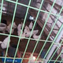 오골계농원