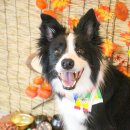 도그헬퍼 이미지