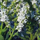 실버세이지(Silver Sage) 이미지