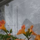 길 섶에 있는 아름다운 능소화 이미지