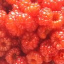 숲이조아캠핑장 이미지