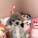 꾸니베어 이미지