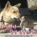 텟판마사오 네이버블로그