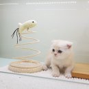 낭만고양이(강서점) 이미지