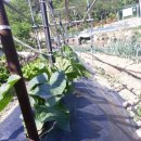 하루가다르개 이미지