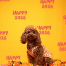 강아지 꼬순내 | 꼬순내헌터즈 팝업 스튜디오 모델 체험 후기