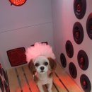 조은애견 이미지