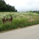 신암면041 이미지