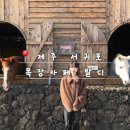송이목장 | 제주 성산 승마 체험 추천 | 놀거리 많은 감성 목장 카페 밭디
