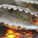 꽃가리비 이미지