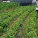 선도중학교 이미지