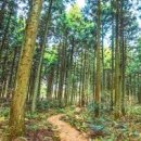제주 사려니숲길 제주도 숲 제주 삼나무숲길 추천 이미지