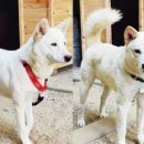 송강동물병원 이미지