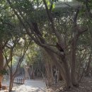 오동도 산책로입구 이미지